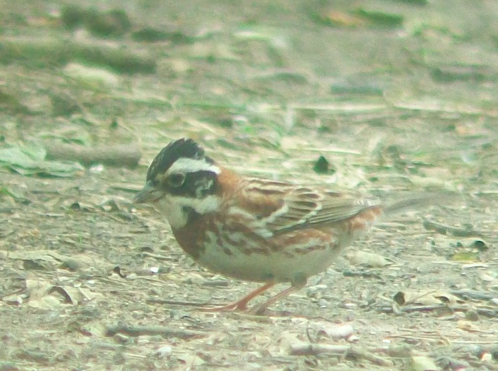 Rustic Bunting