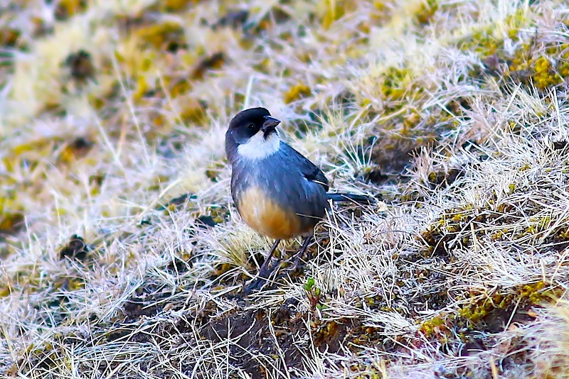 Rusty-bellied Brush-finch