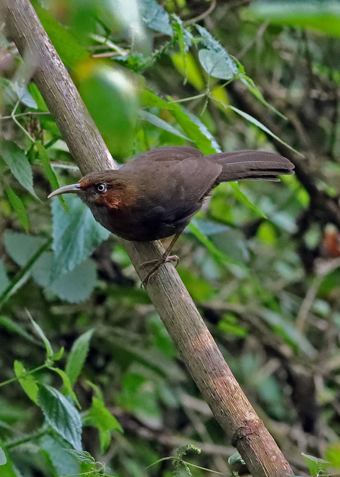 Rusty cheeked scimitar babbler