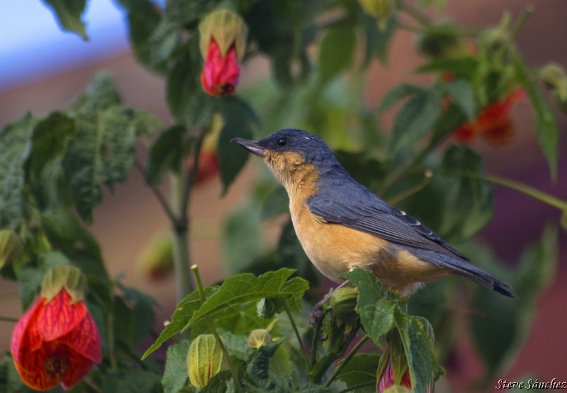 Rusty Flowerpiercer