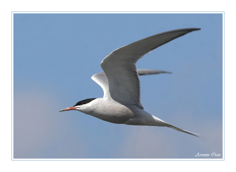 Rusty Tern