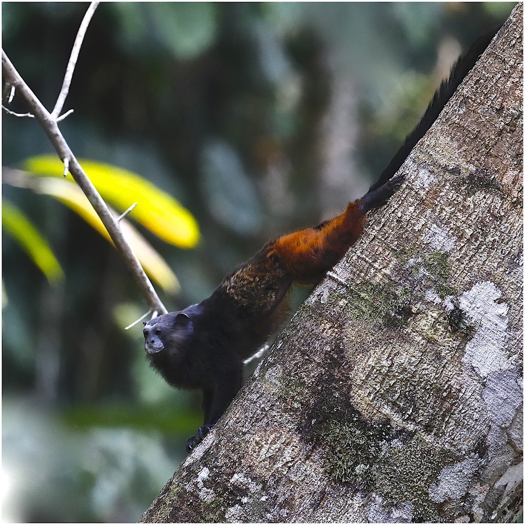 Saddle-backed Tamarin