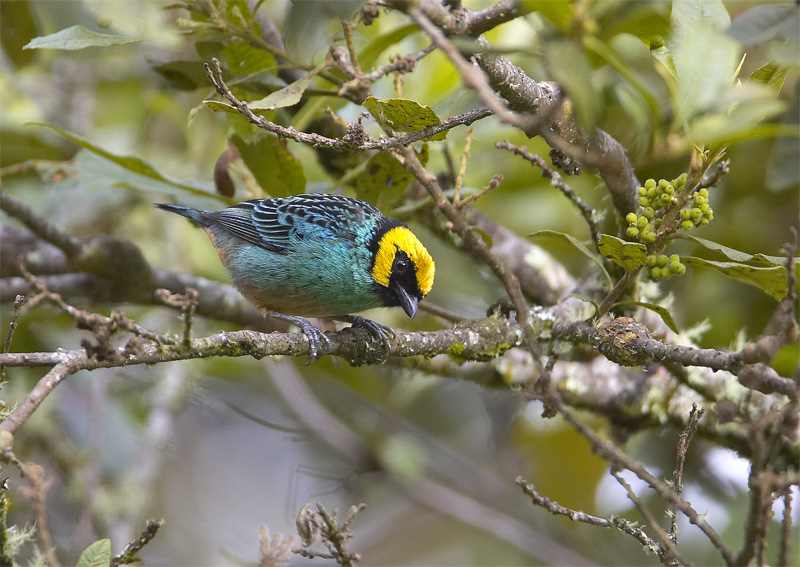 Saffron-crowned Tanager