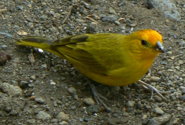 Saffron Finch