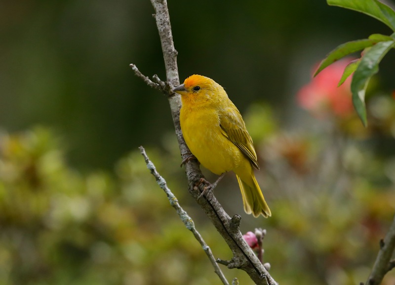 Saffron Finch