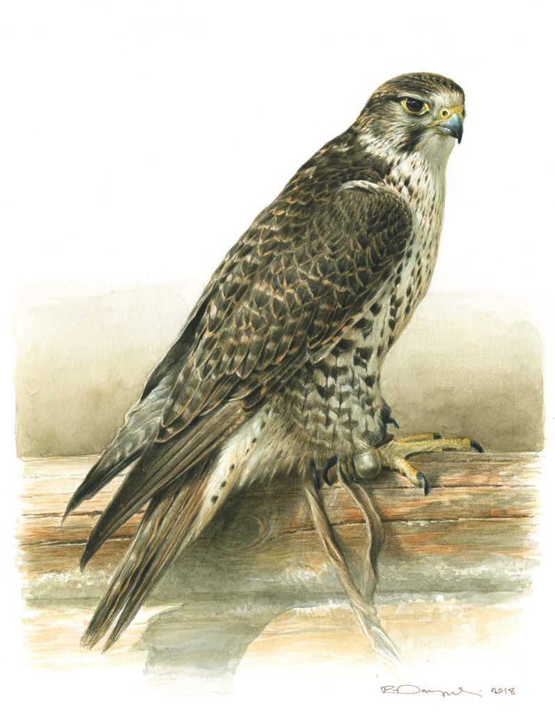 Saker falcon (falconry bird)