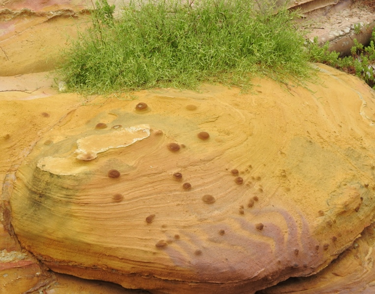 Salvador Tree on Rock