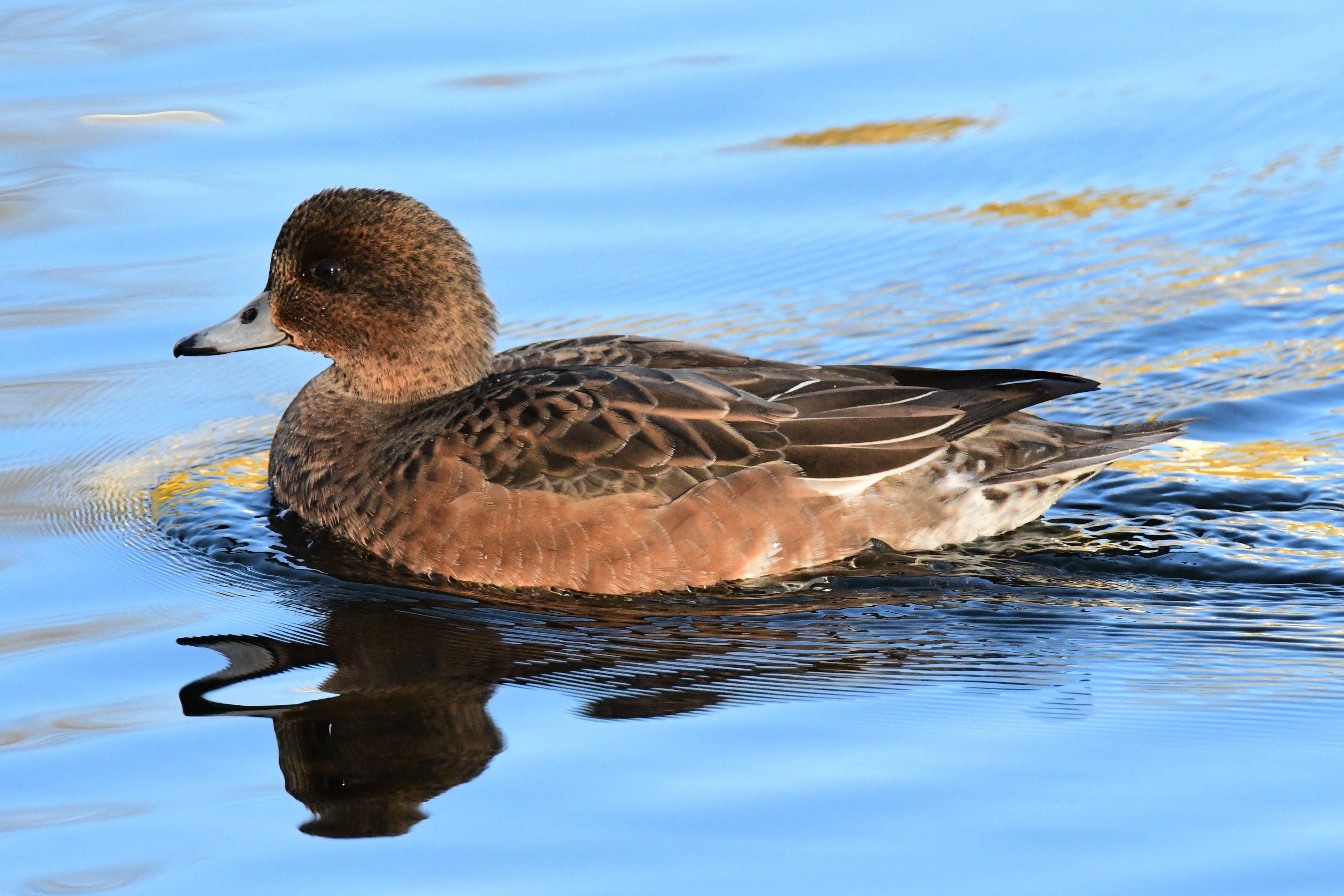 Same duck, same river, different light