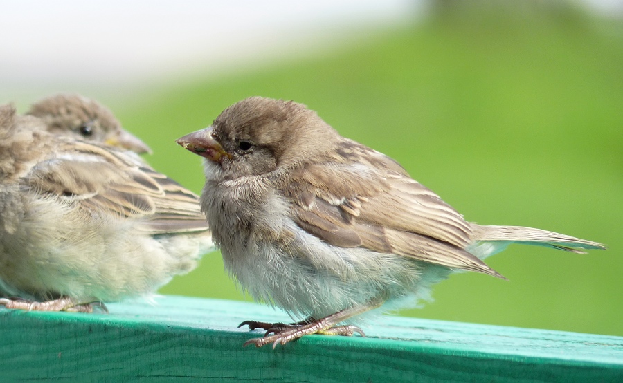 Same juvenile house sparrow as yesterday