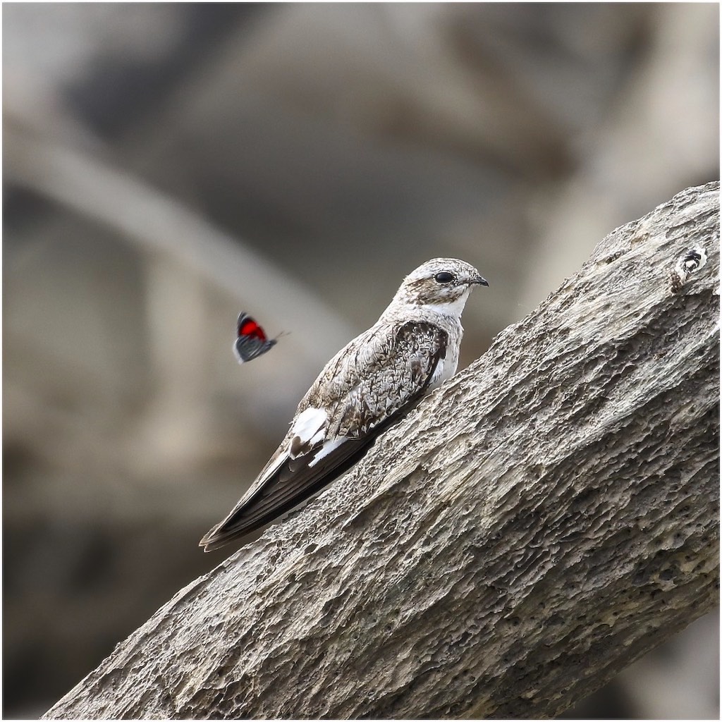 Sand-colored Nighthawk