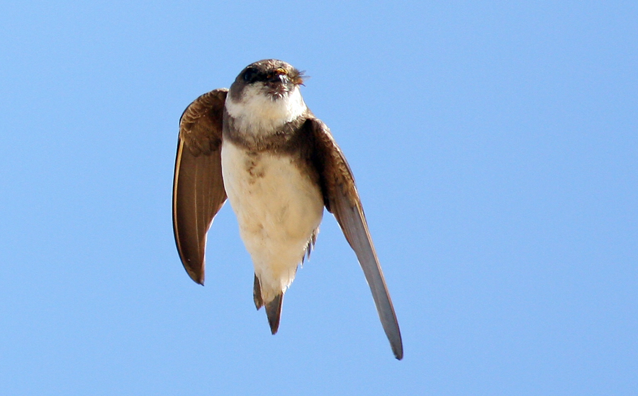 Sand Martin