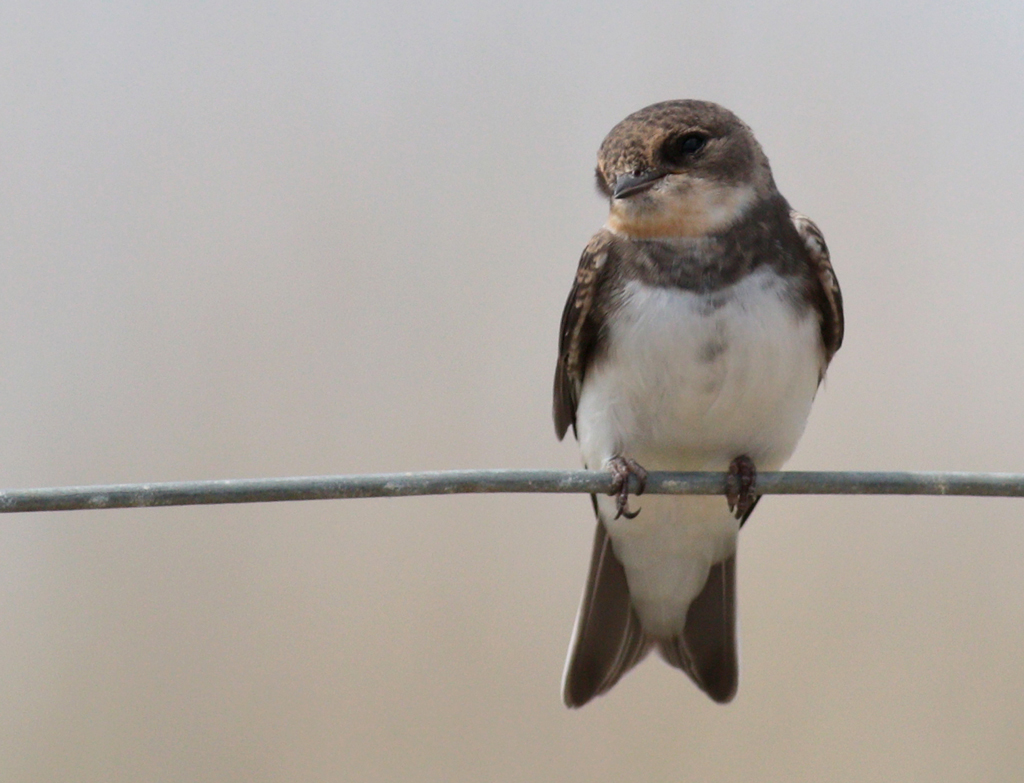 Sand Martin