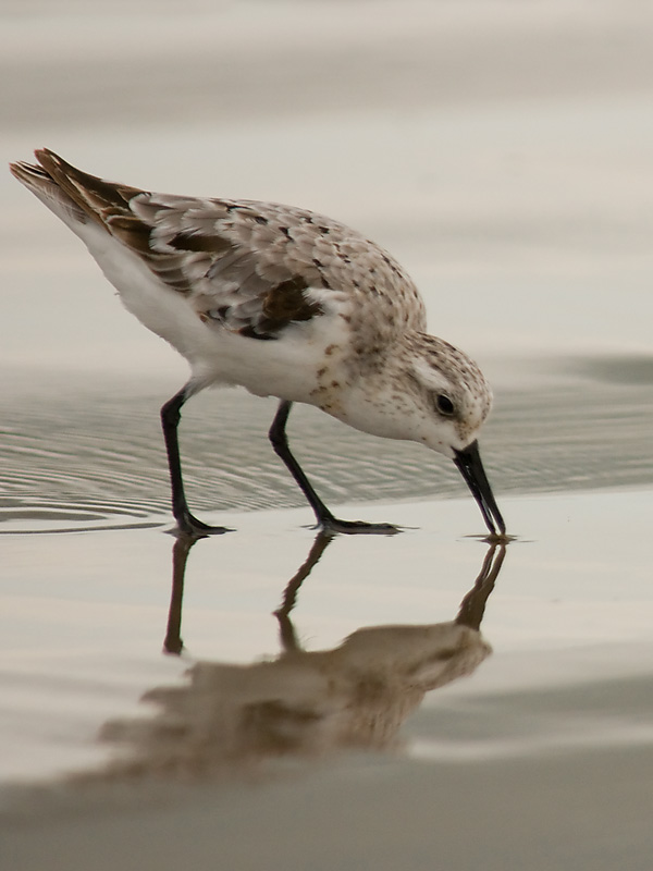 Sanderling #2