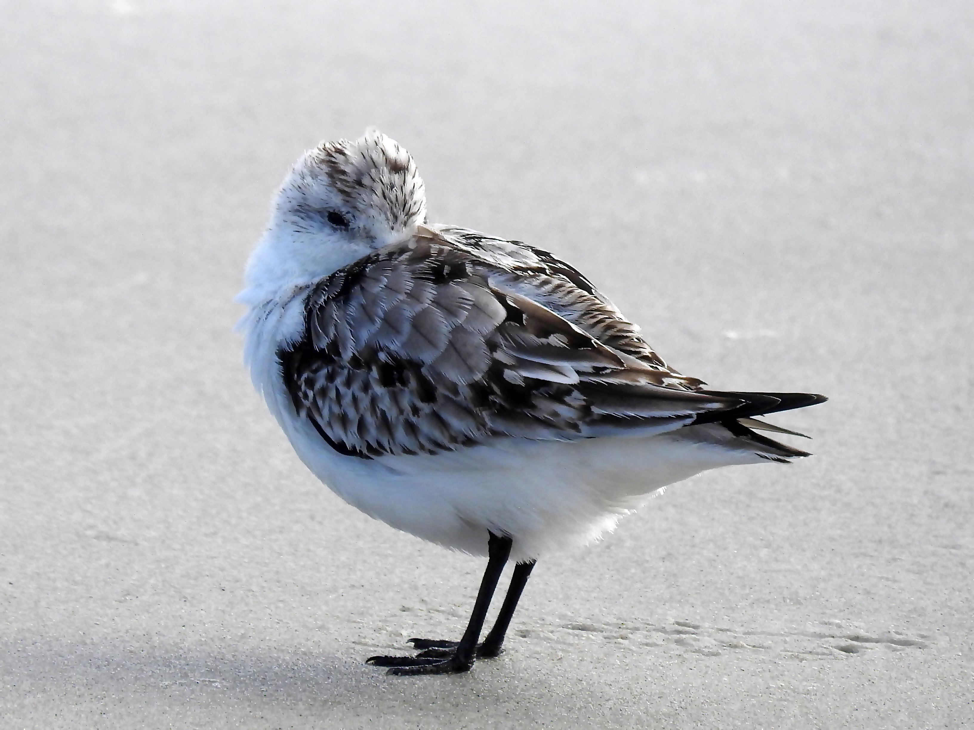 Sanderling.jpg