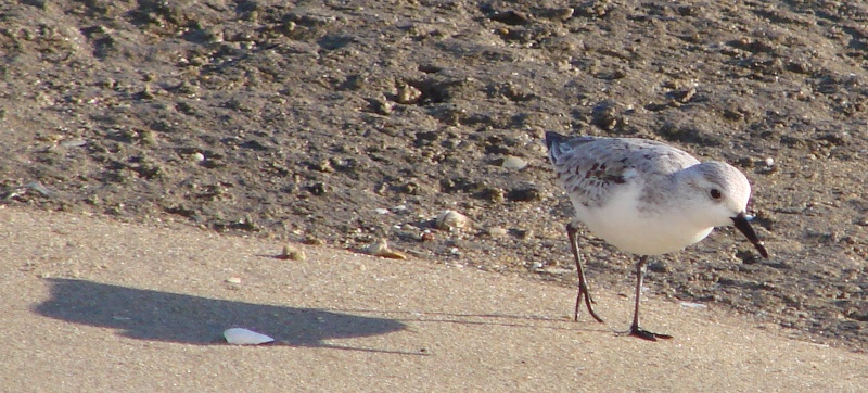 Sanderling