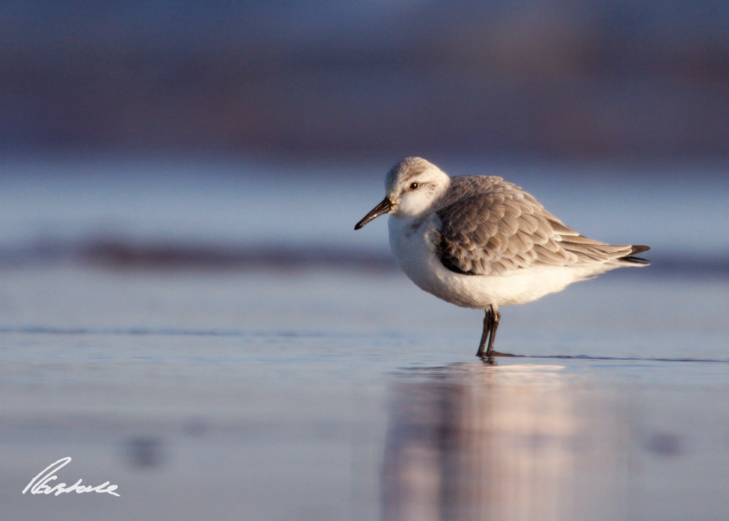 Sanderling