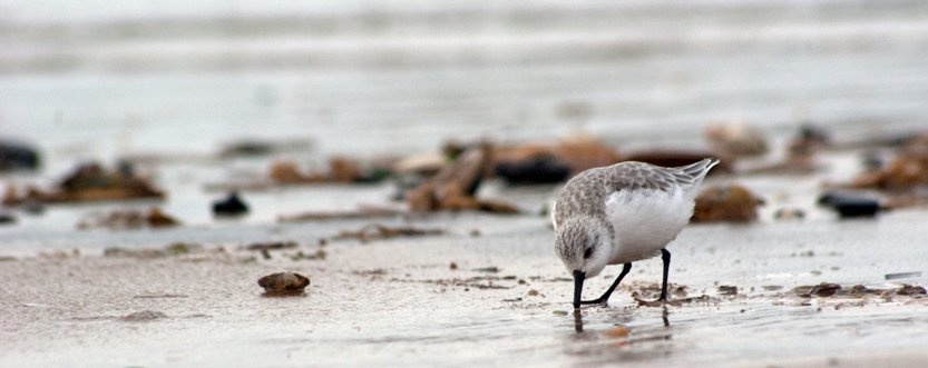 Sanderling