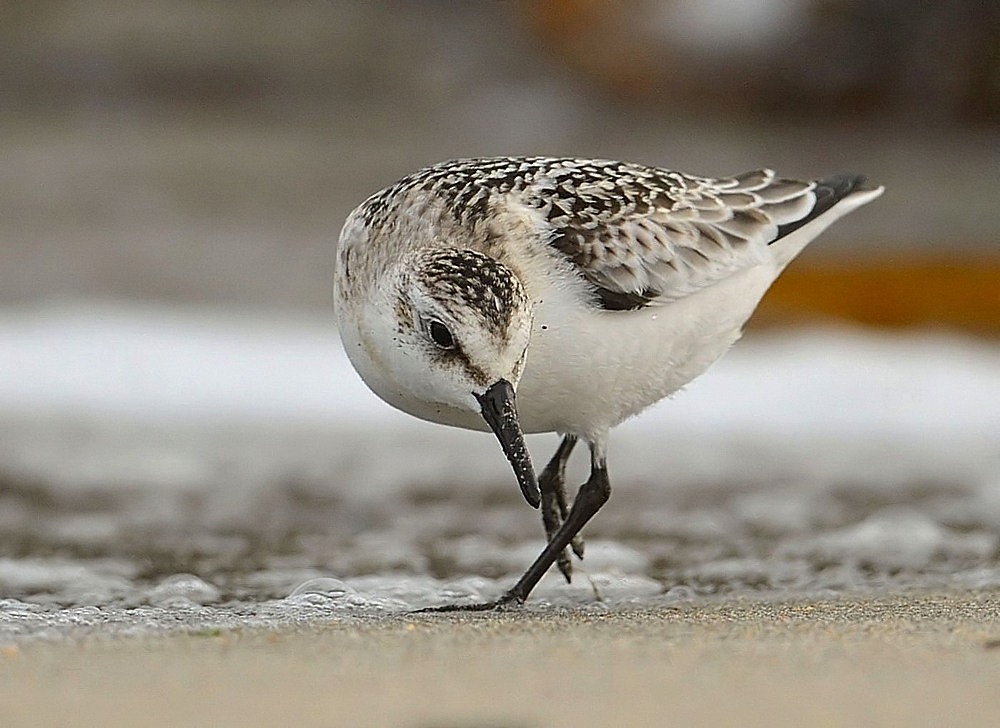 sanderling