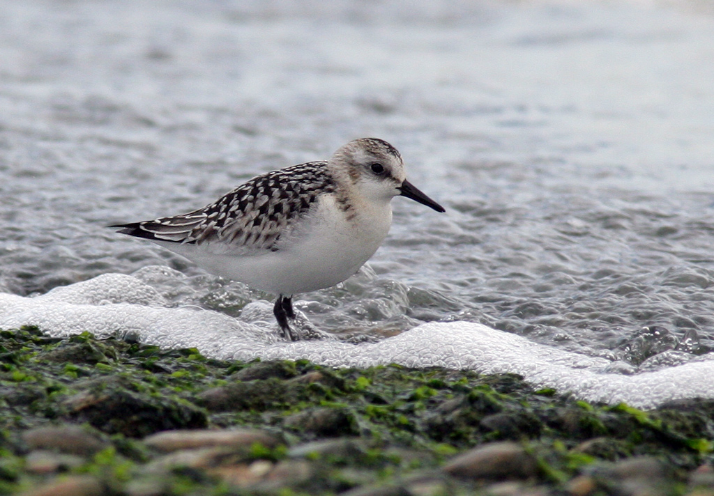 Sanderling...