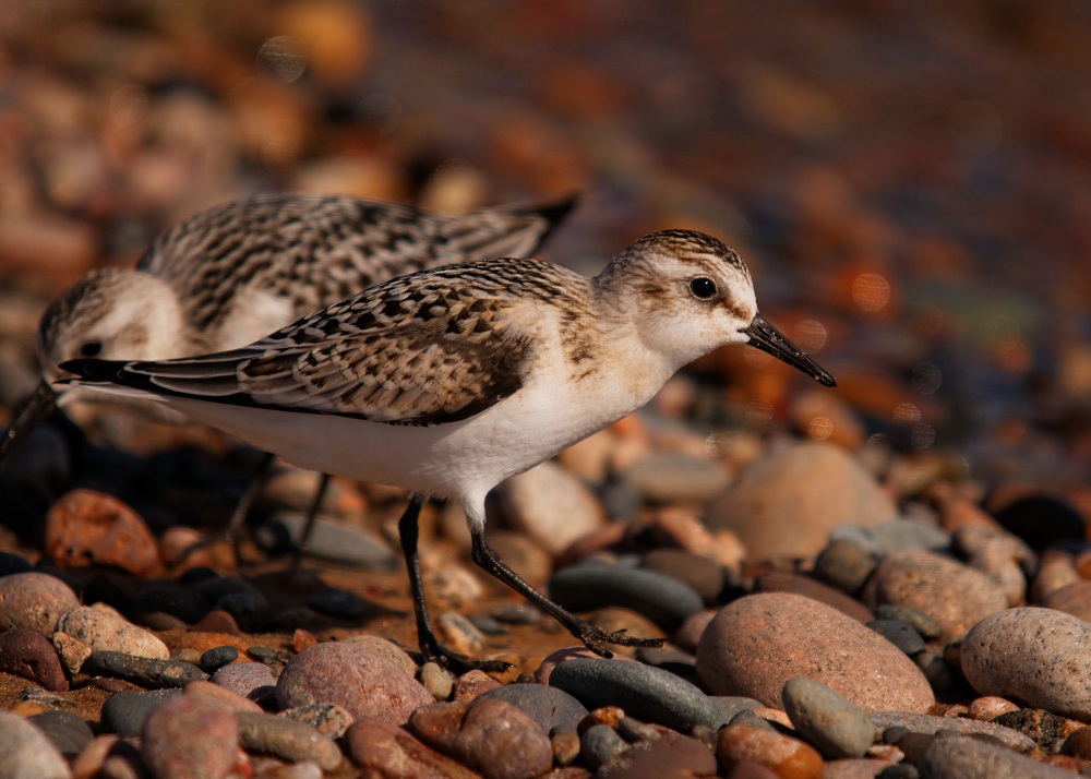 Sanderling