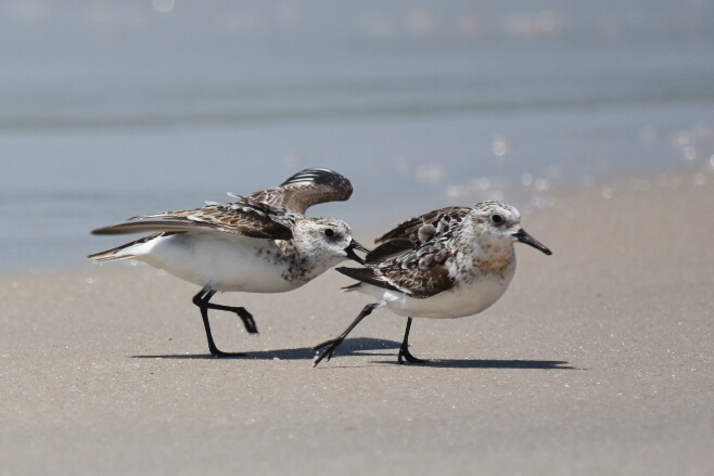 Sanderling