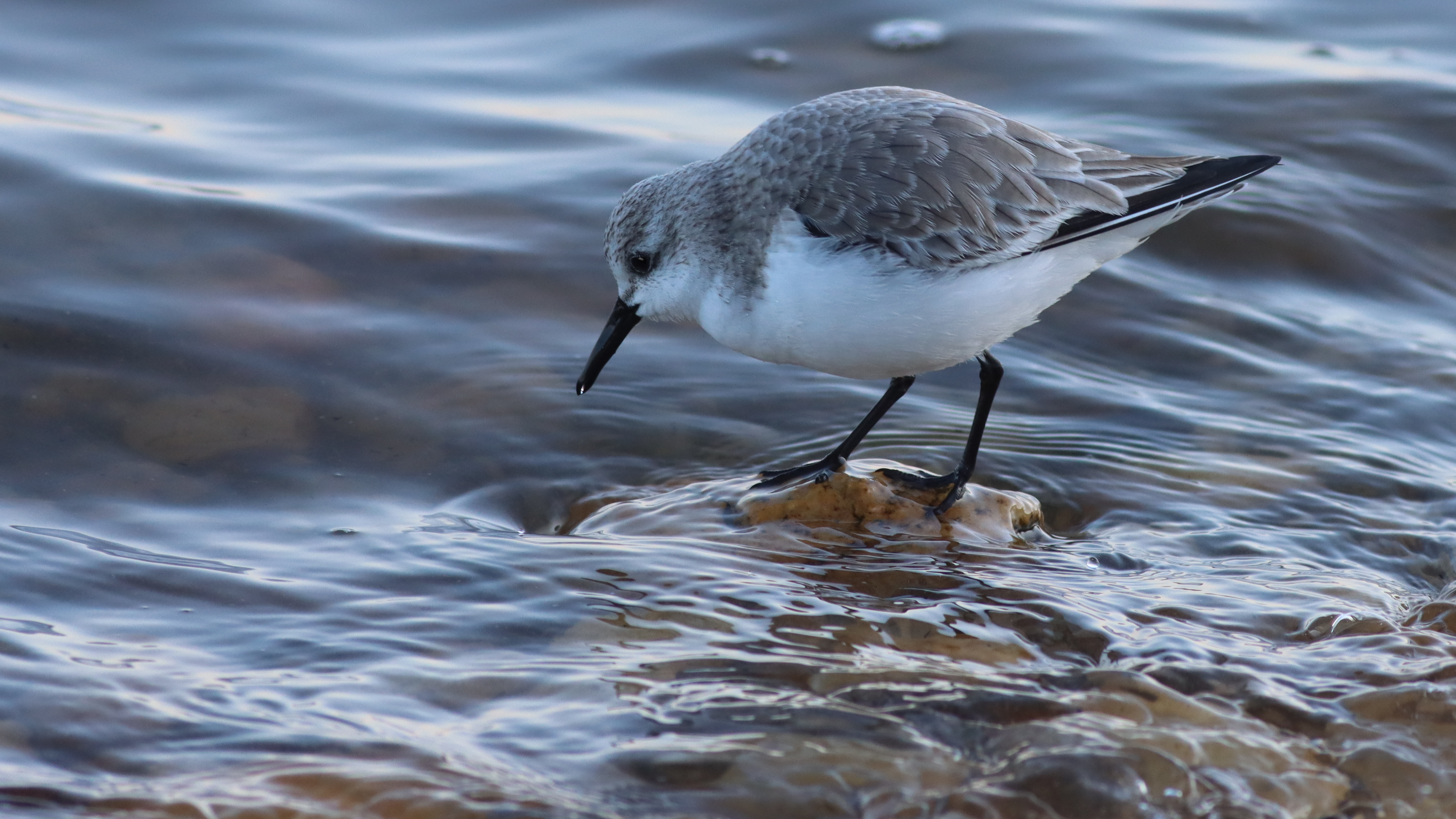 sanderling