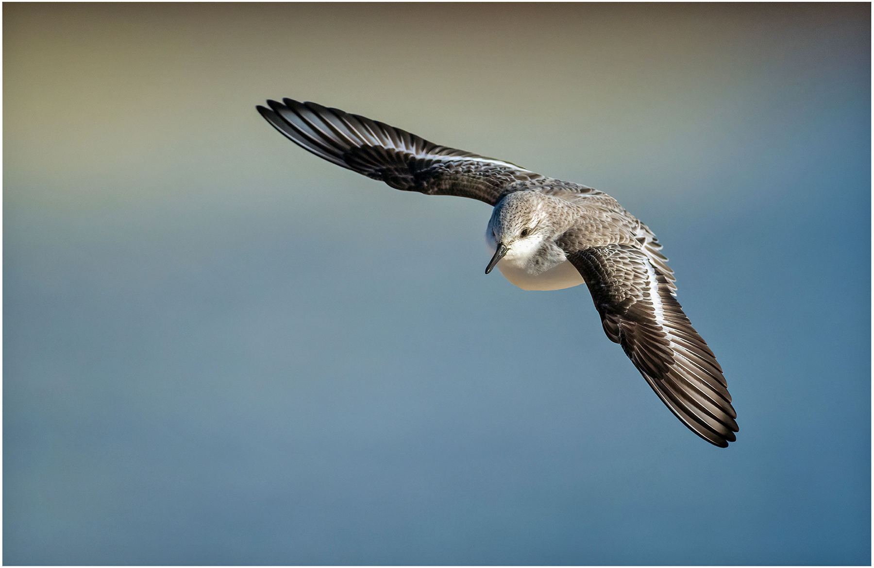 Sanderling