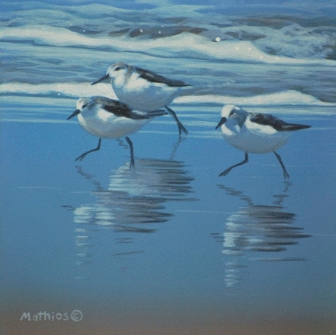 Sanderlings