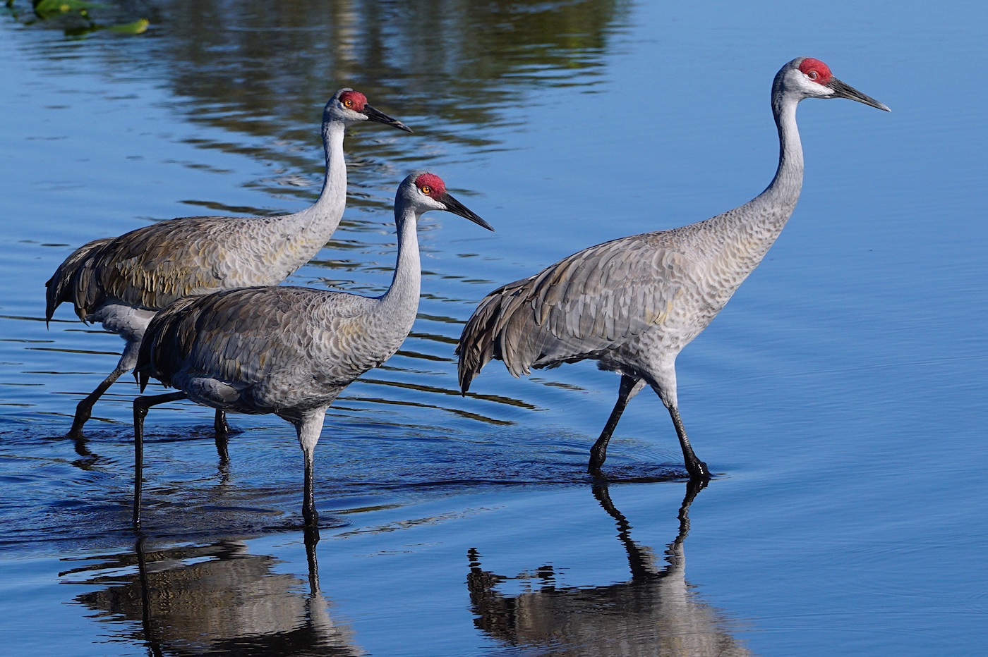 Sandhill crane gang