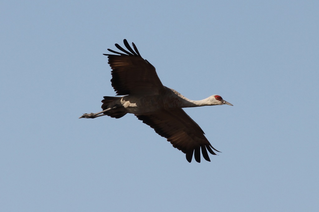 sandhill crane