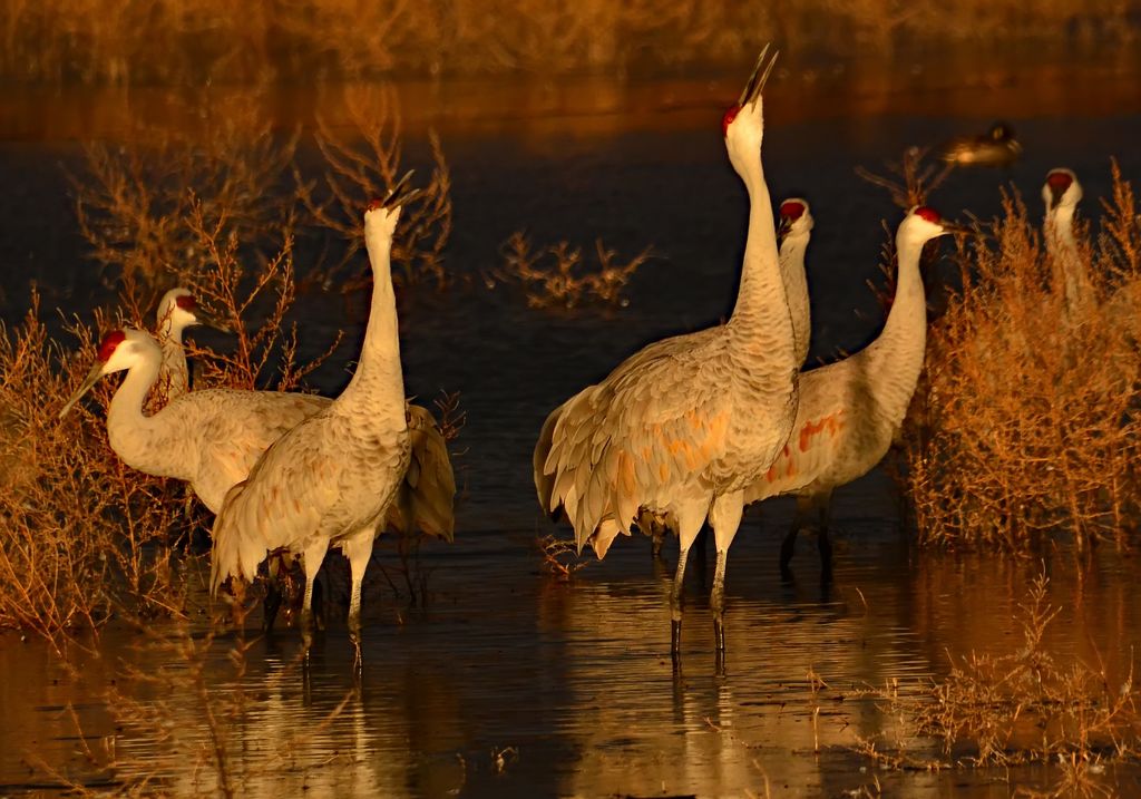 Sandhill Cranes