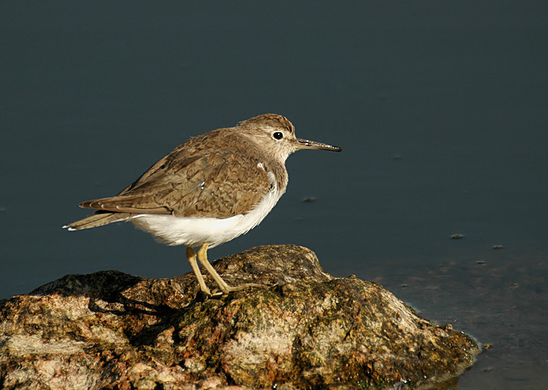 Sandpiper