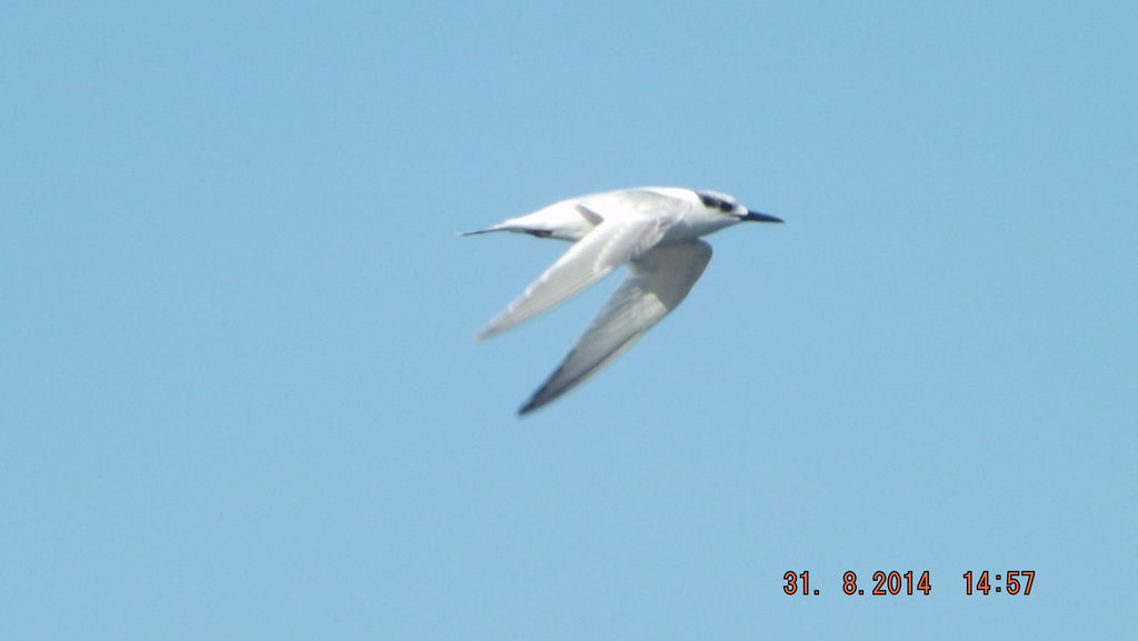 Sandwich Tern