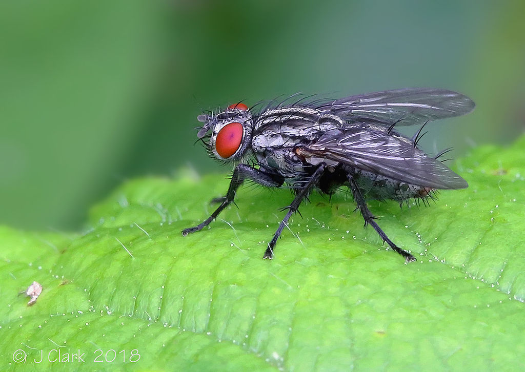 Sarcophagidae - Flesh Fly