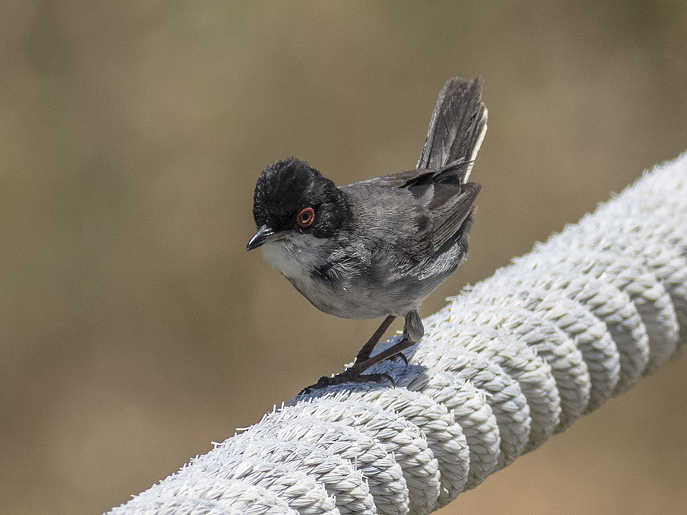 Sardinian Warbler