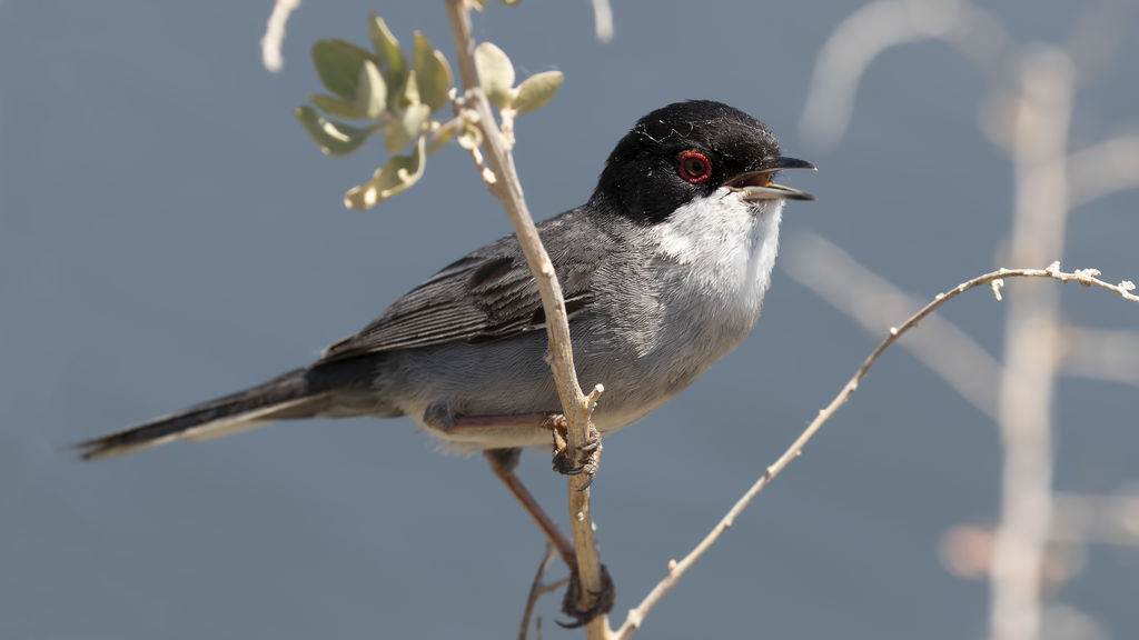 Sardinian Warbler