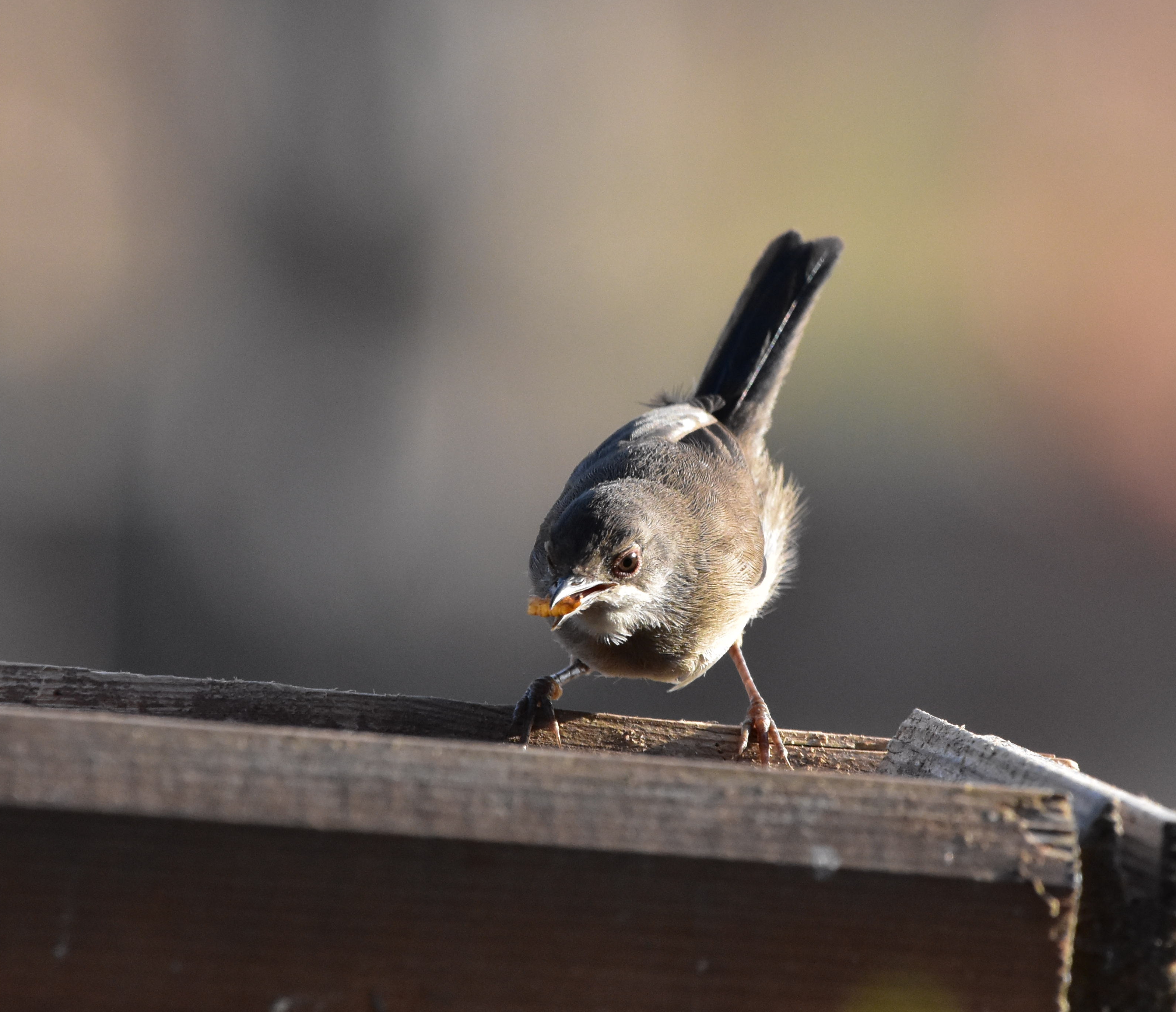 Sardinian warbler