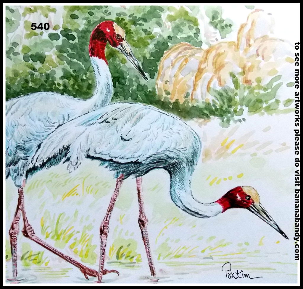 Sarus Crane