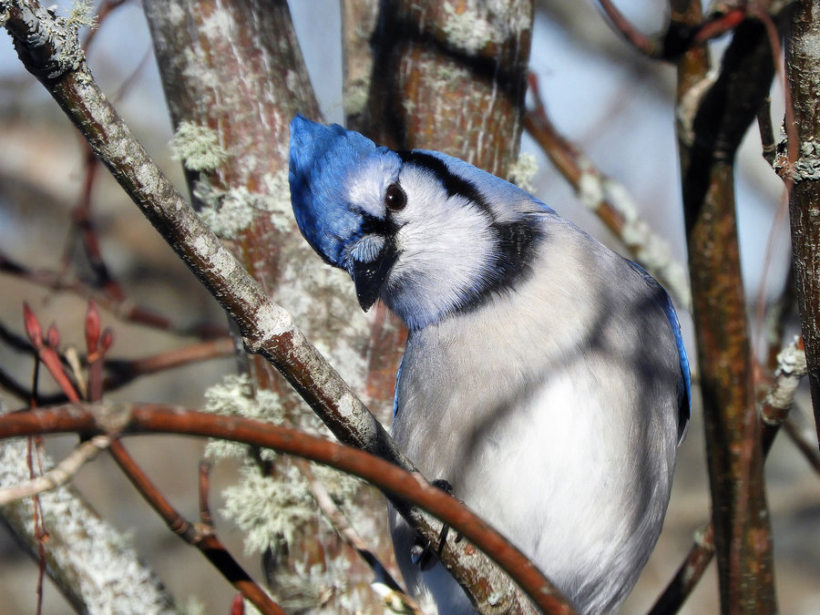 SAT FUN: Curious and Confused Jay