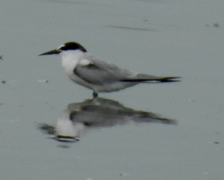 Saunder's Tern