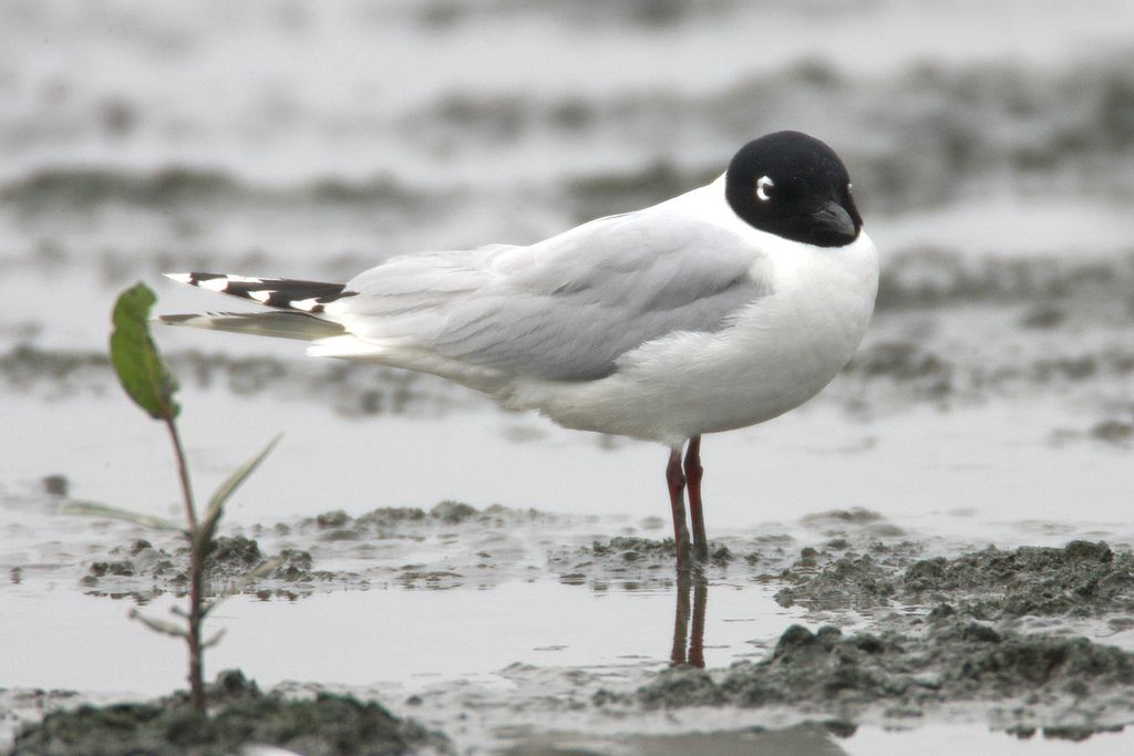 Saunders's Gull