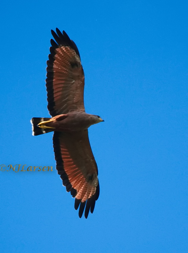 Savanna Hawk