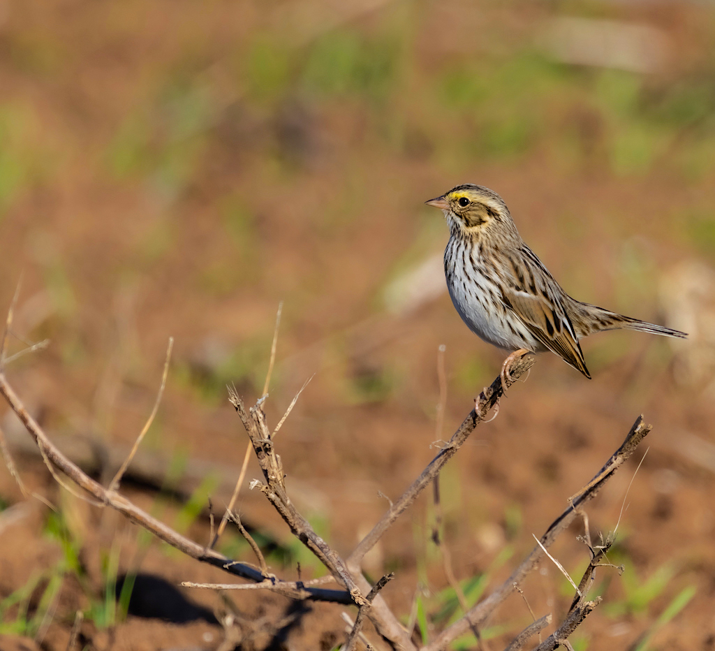 Savannah Sparrow.jpg