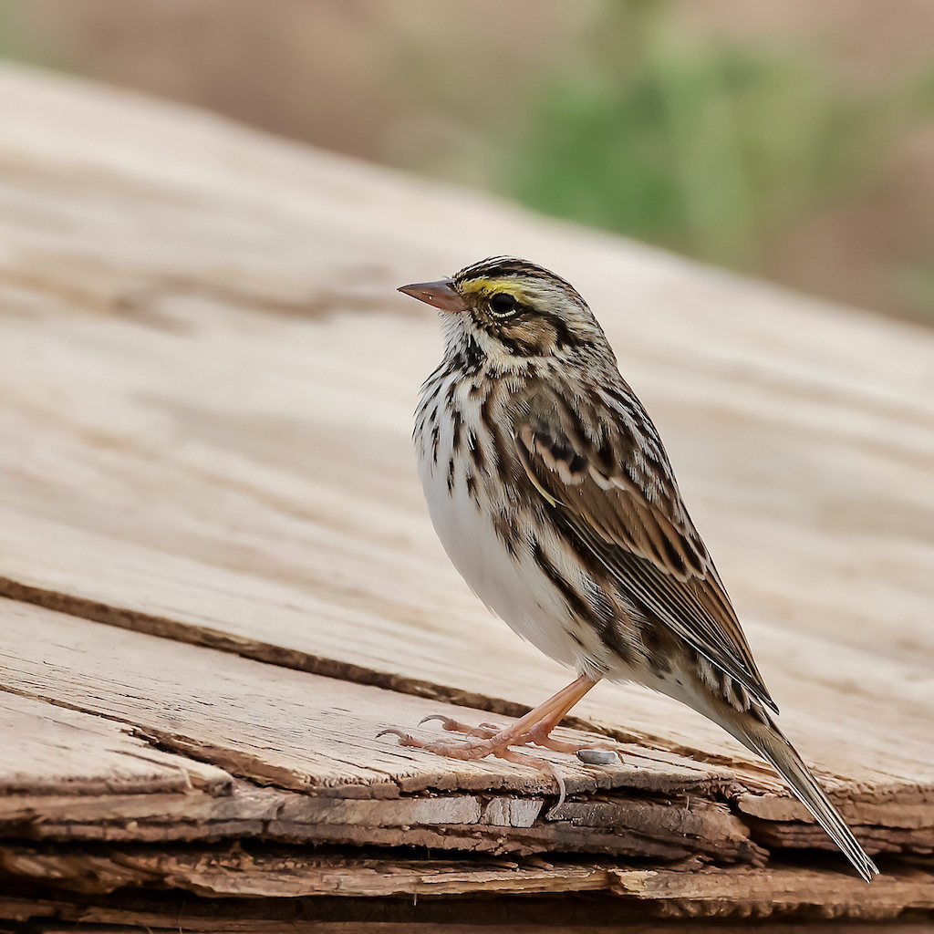 Savannah Sparrow, Tritex, Bryan.jpg