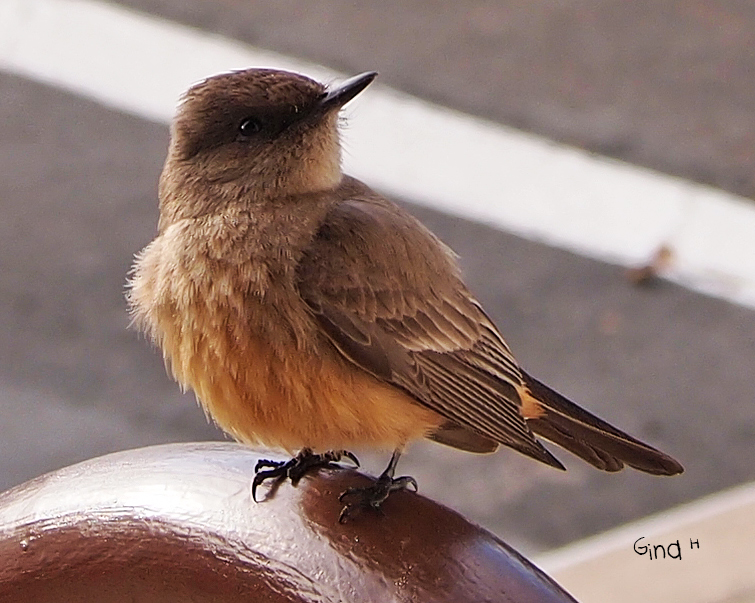 Say's Phoebe