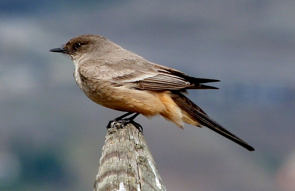 Say's Phoebe