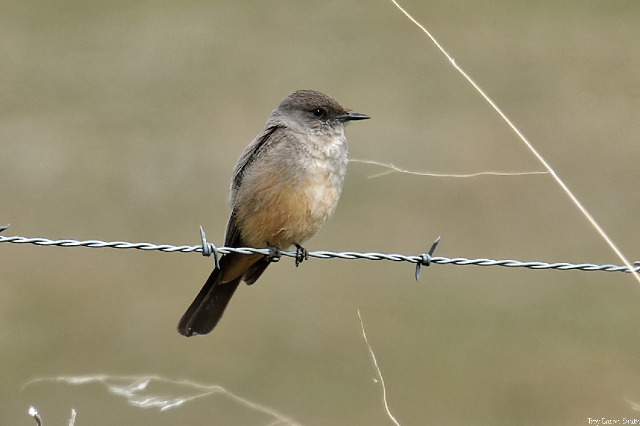 Say's Phoebe