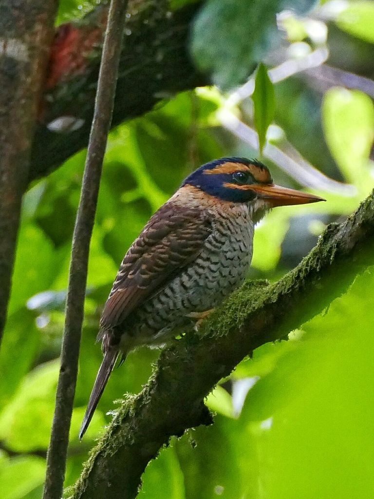 Scaly breasted kingfisher - female