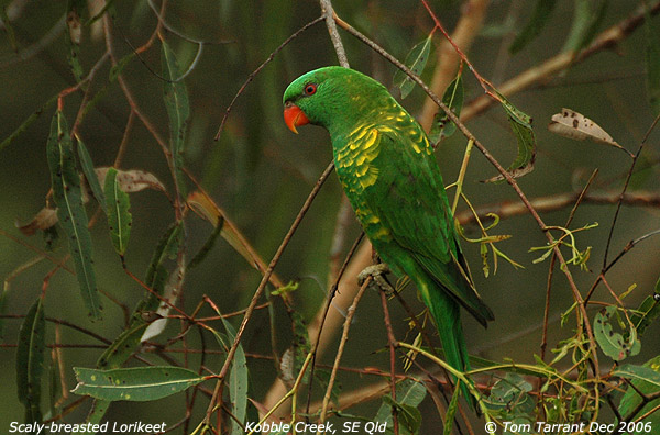 Scaly-breasted Lorikeet