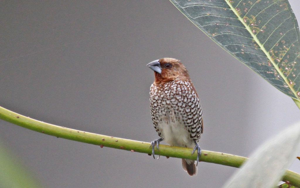 Scaly-breasted Munia